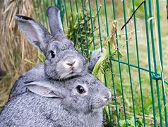 Image result for Baby Bunnies in the Garden