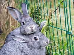 Image result for Baby Bunnies in My Yard