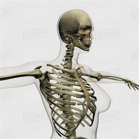 Hein? 23+ Vérités sur Rib Cage Anatomy Male: Great diagram showing the positions of the deltoid ...