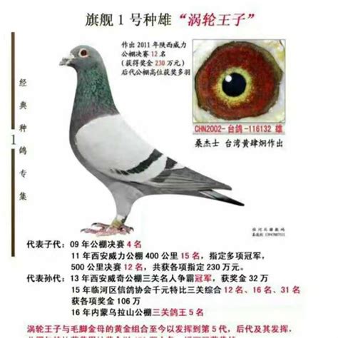 鸽舍鸽具构造专题图片-中国信鸽信息网 www.chinaxinge.com