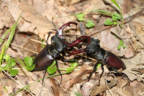 Two Stag Beetles Fighting image - Free stock photo - Public Domain ...
