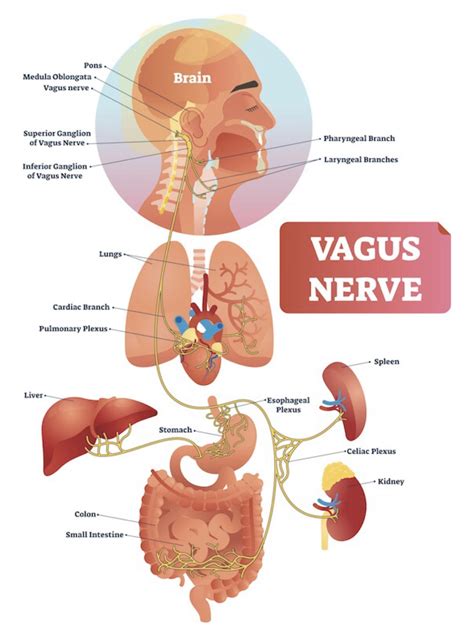 Image result for Vagus Nerve Function