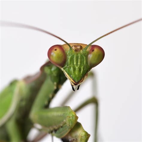 Praying Mantis Anatomy