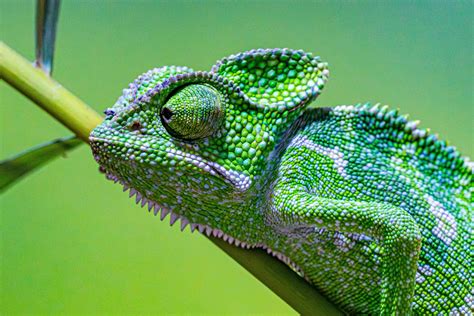 Nature Slideshow 的图像结果