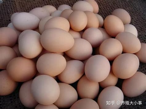 2021年11月1日鸡蛋、玉米价格【仅供参考】 - 知乎