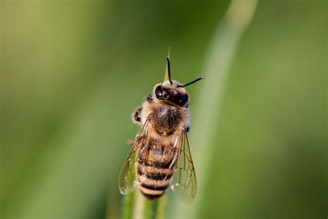 Learn to love the scientific names of bees - Honey Bee Suite