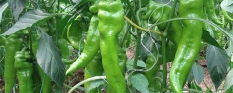 8月份还可以种辣椒吗，附种植方法（八月份还可以种辣椒吗八月份还能种什么菜）_生活百科
