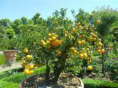 albero di limoni in vaso come coltivare i limoni in casa donne magazine albero di limoni in vaso come coltivare i limoni in casa donne magazine