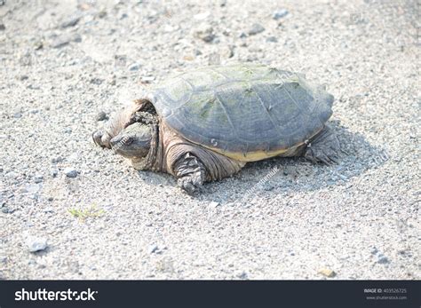 Image result for Snapping Turtle Bites
