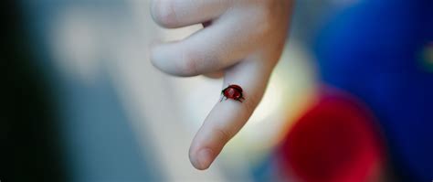 Download wallpaper 2560x1080 ladybug, insect, hand, finger, macro dual ...