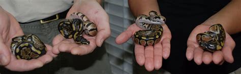 Baby Pythons 的图像结果