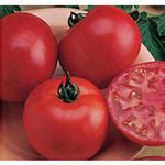 Big Boy Tomato Solanum lycopersicum hybrid vegetable seeds for backyard ...