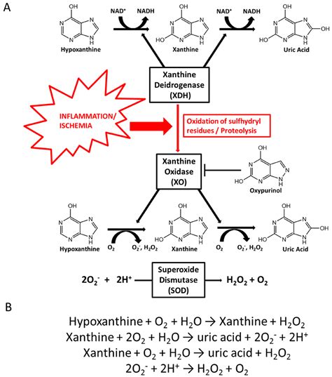 Fructose Intake, Serum Uric Acid, and Cardiometabolic Disorders: A ...