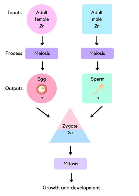 Image result for Fertilisation Types