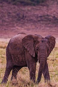 Image result for Army Elephant Calf