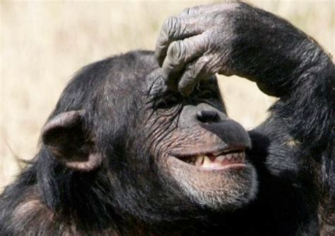 Chimp Problem Solving 的图像结果