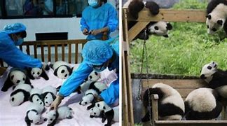 Image result for The Cutest Panda in the World