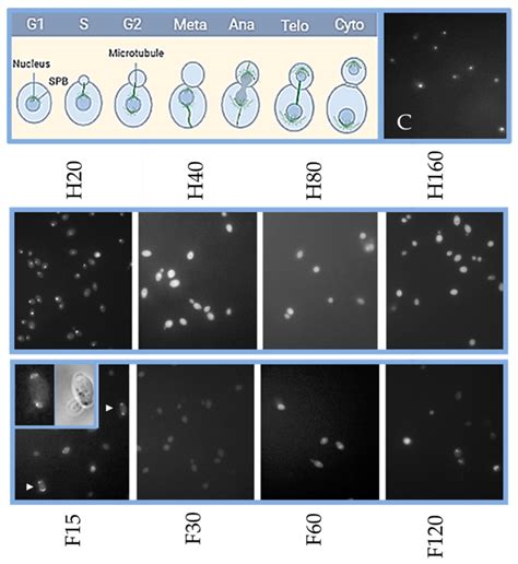 The Effects of Photosensitizing Dyes Fagopyrin and Hypericin on ...