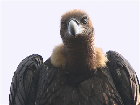 Long-billed Vulture - Gyps indicus - Birds of India