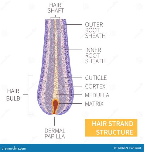 Label The Structures Of The Hair Follicle