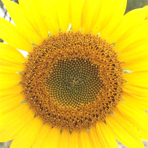 Sunflower Leaves – Identifying Sunflower Leaf Problems - Bunny