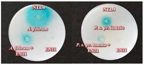 Silencing of Phytopathogen Communication by the Halotolerant PGPR ...