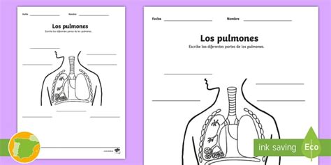 Ficha de actividad: Los pulmones