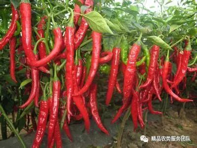 【种植技术】辣椒种植管理与施肥技术
