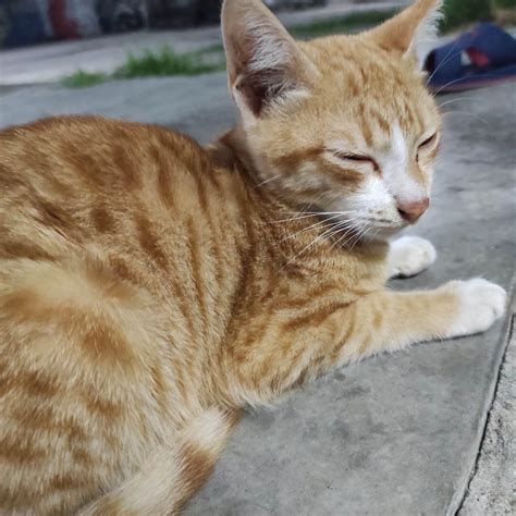 Here are some pictures of my 2 month old kitten. : r/orangecats