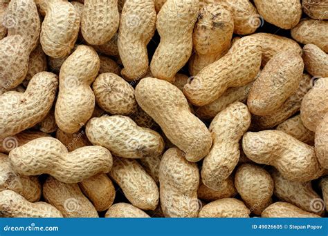Peanuts in shell stock image. Image of health, organic - 49026605
