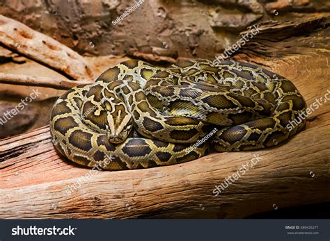 Image result for Scikit Python Zoo Animals Dataset