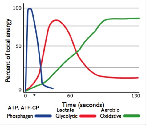 Human Energy System Chart 的图像结果