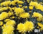 Horticulture :: TNAU Varities :: Flower Crops