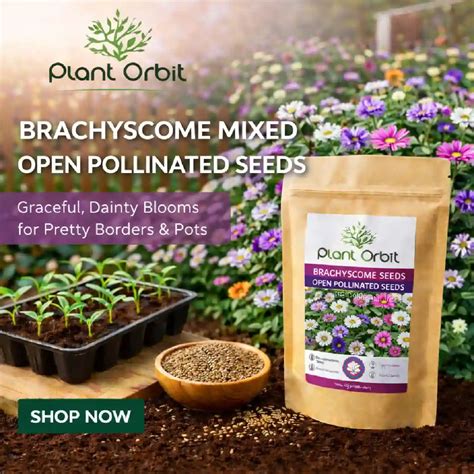 Buy Branchyscome Mixed Open Pollinated Seeds | Plant Orbit