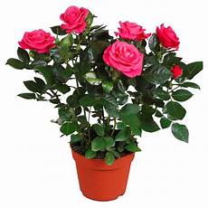 roselline in vaso rosa rosa scuro vaso 216 ca 13 cm acquista da obi roselline in vaso rosa rosa scuro vaso 216 ca 13 cm acquista da obi