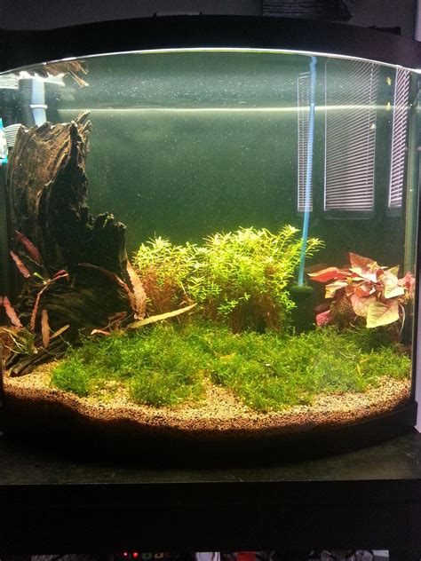 Image result for Java Moss Carpet