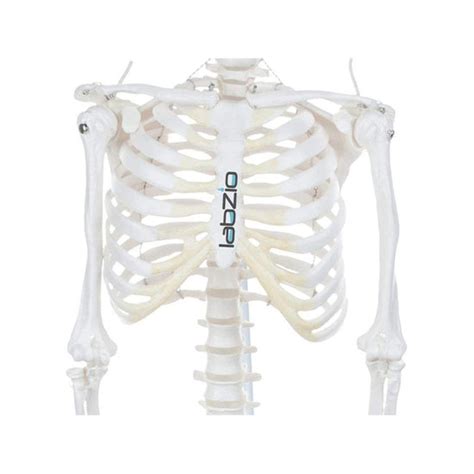 Labzio: Your One-Stop Shop for Premium Labware – labzio