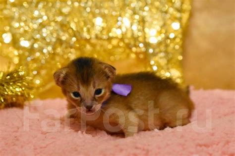 Продам котёнка чаузи Ф2 - Кошки во Владивостоке