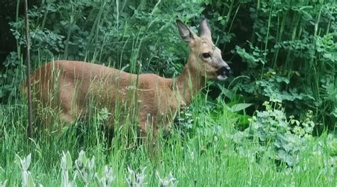 SCRAB&BLE ECOLOGISCHE GASTENKAMERS (Bornem) - B&B Reviews, Photos, Rate ...