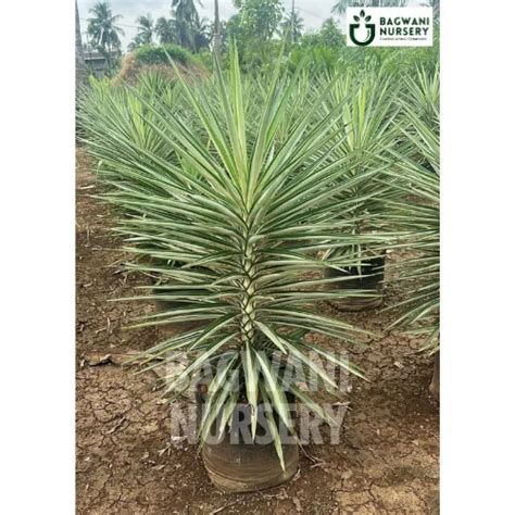 Silver Yucca | Yucca Elephantipes | Bagwani Nursery | Wholesale Plant