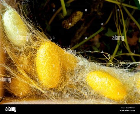 Silkworms mulberry leaf cocoons hi-res stock photography and images - Alamy