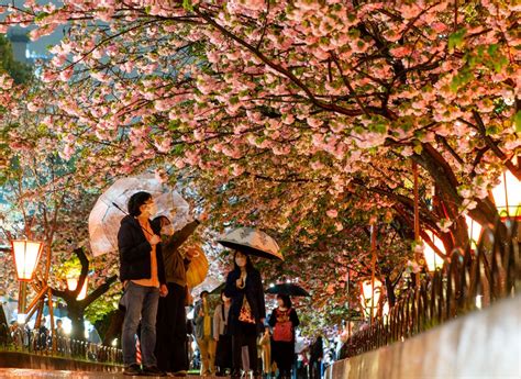 Cherry Blossom Japan 的图像结果