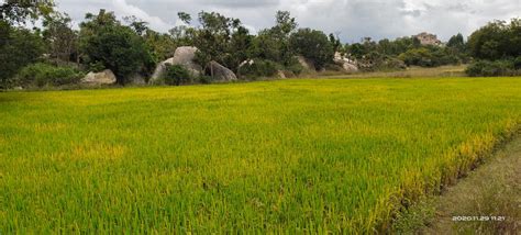 What We Do - Conservation Initiatives & Programs | Vrushabhadri Foundation