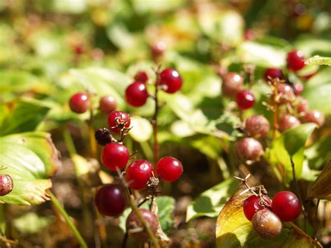 [最新] 5月 種まき 花 113527-5月 種まき 花 初心者