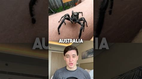 Why insects in Australia can grow larger than elsewhere