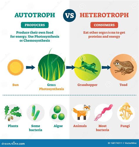 Heterotroph and Autotroph Vector Illustration. Labeled Biological Division. Stock Vector ...