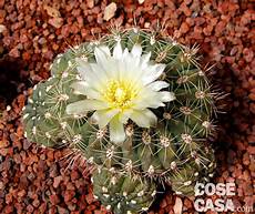 fiori di cactus fiori di cactus cose di casa fiori di cactus fiori di cactus cose di casa