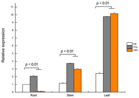 Soybean GmVIT1 Gene Confers Plant Tolerance to Excess Fe/Mn Stress