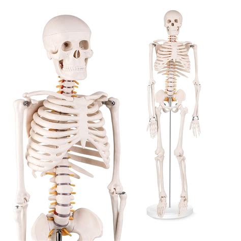 Mini Human Skeleton Anatomy Model - Science Classroom Skeleton Model ...