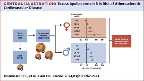 Excess Apolipoprotein B and Cardiovascular Risk in Women and Men | JACC